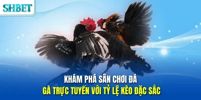Trang chủ 50 Khám phá sân chơi đá gà trực tuyến với tỷ lệ kèo đặc sắc